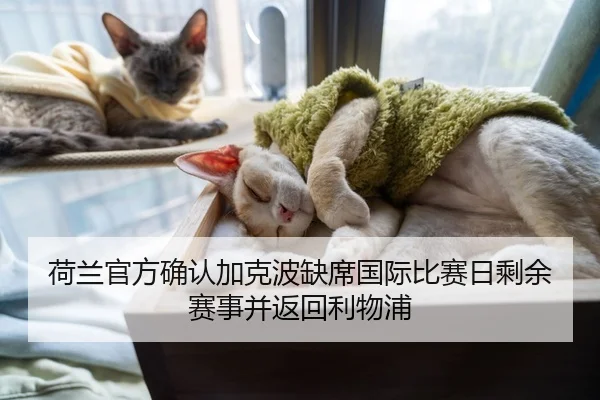 荷兰官方确认加克波缺席国际比赛日剩余赛事并返回利物浦